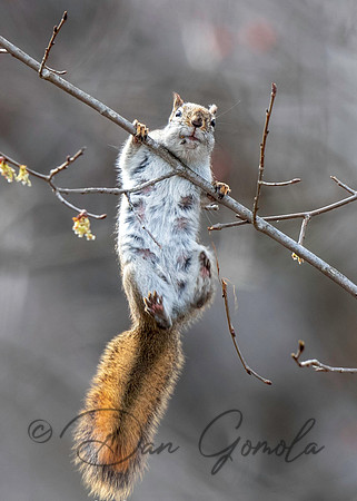 Red Squirrel