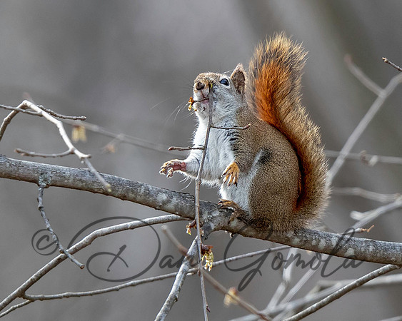 Red Squirrel
