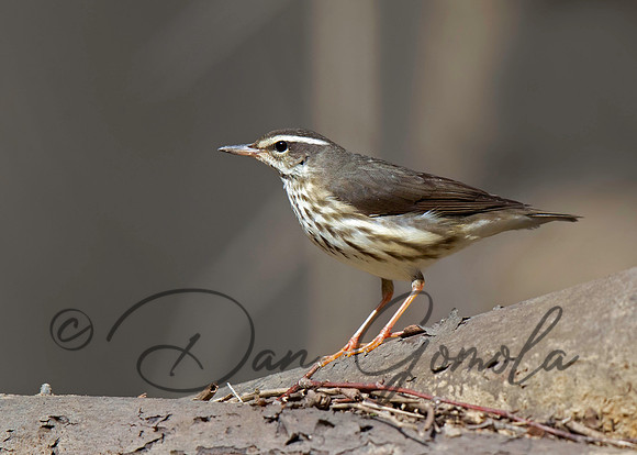 Louisiana Waterthrush