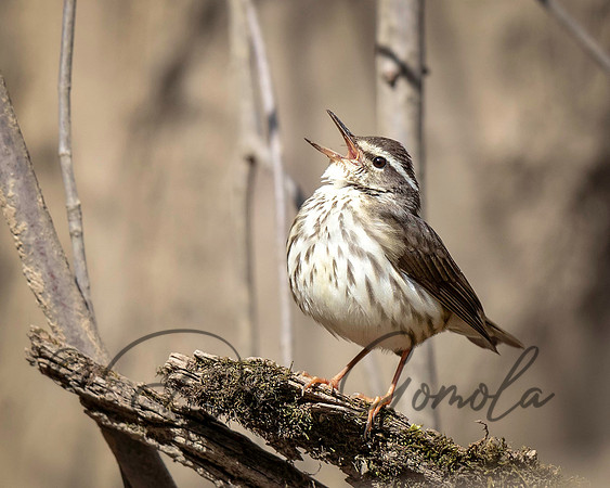 Louisiana Waterthrush