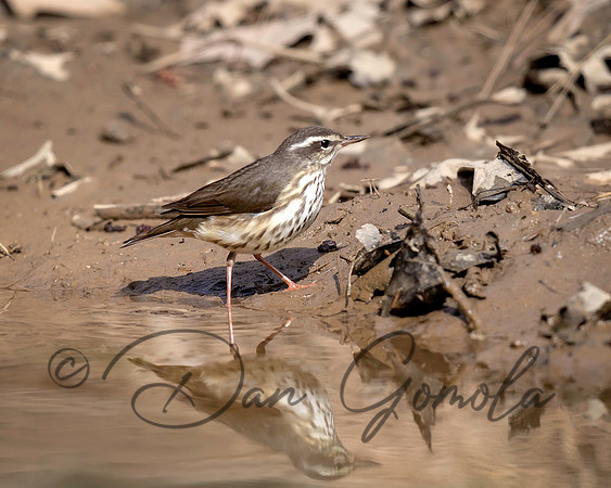 Louisiana Waterthrush