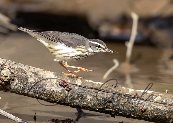 Louisiana Waterthrush