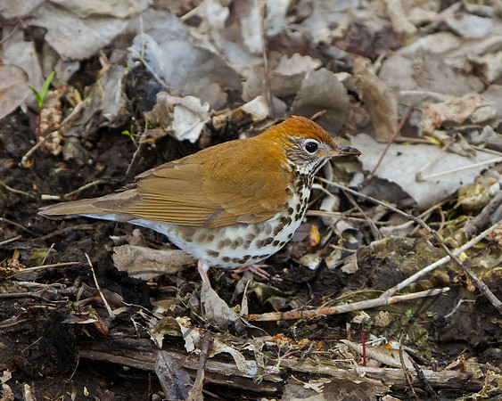 Wood Thrush
