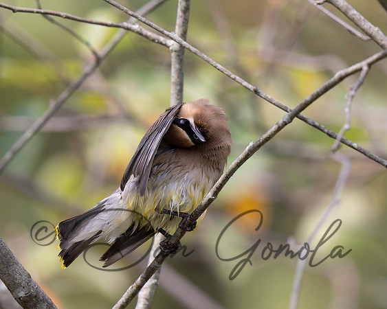 Cedar Waxwing