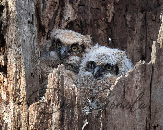 Great Horned Owl