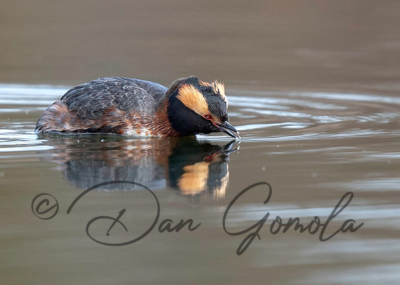 Horned Grebe