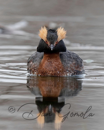 Horned Grebe