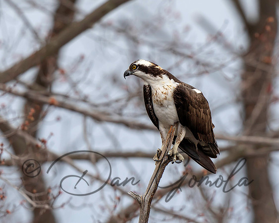 Osprey