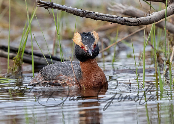 Horned Grebe