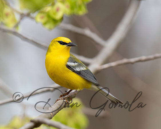 Blue-winged Warbler