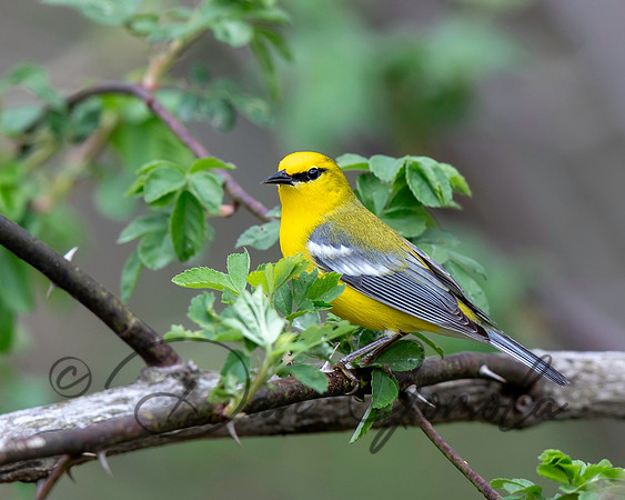 Blue-winged Warbler