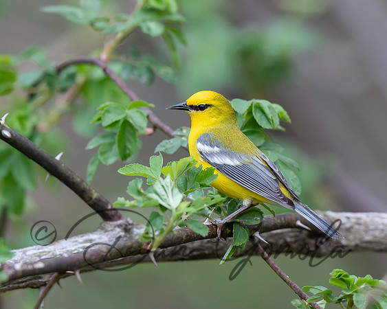 Blue-winged Warbler