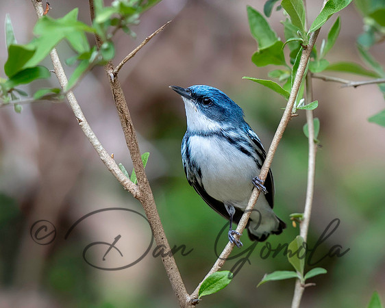 Cerulean Warbler