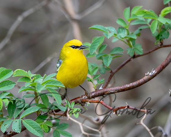 Blue-winged Warbler