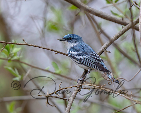 Cerulean Warbler