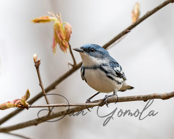 Cerulean Warbler