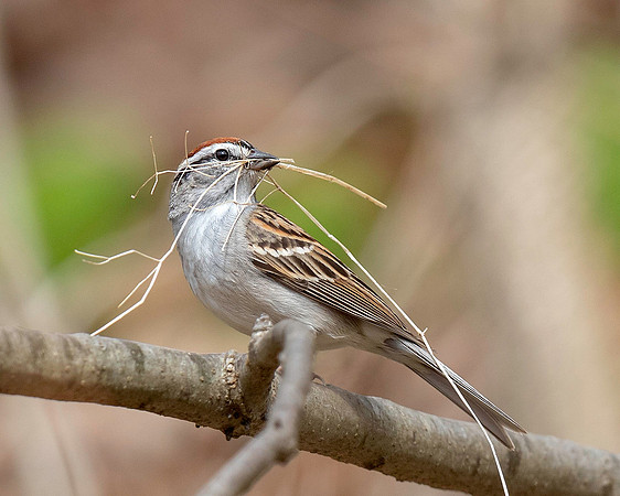 Chipping Sparrow