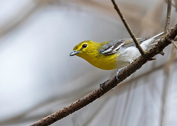 Yellow-throated Vireo