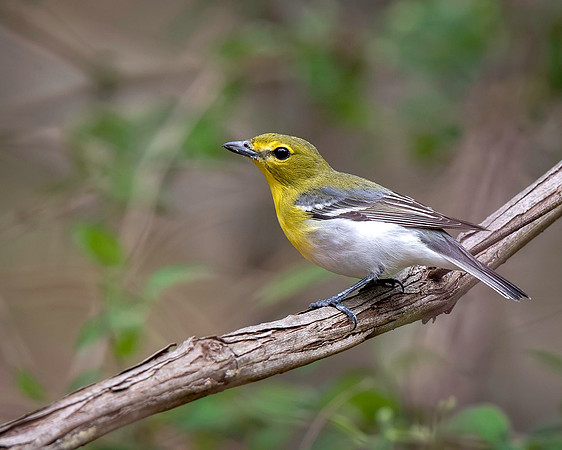 Yellow-throated Vireo
