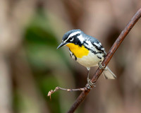 Yellow-throated Warbler