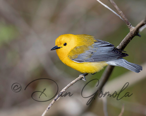 Prothonotary Warbler
