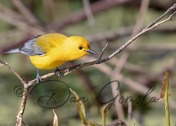 Prothonotary Warbler