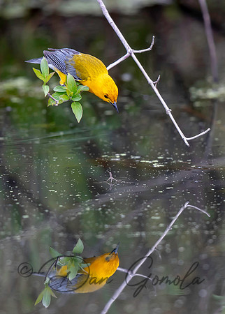 Prothonotary Warbler
