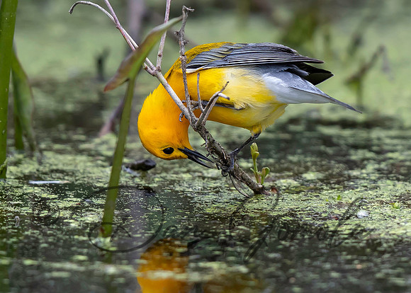 Prothonotary Warbler
