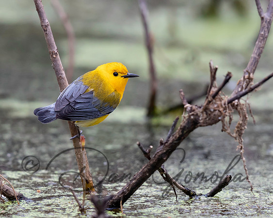 Prothonotary Warbler