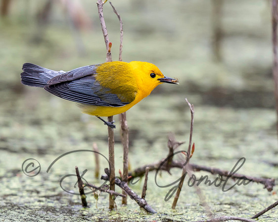 Prothonotary Warbler
