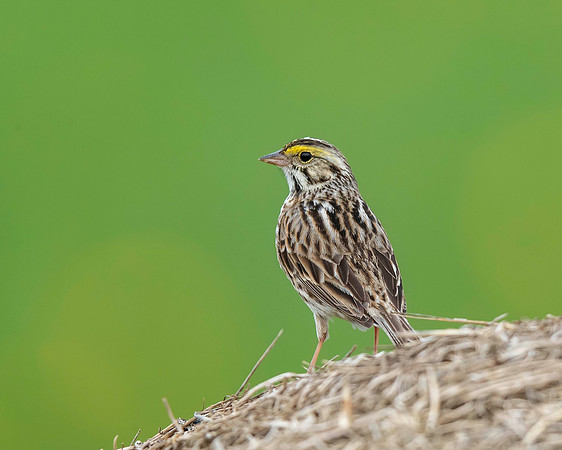 Savannah Sparrow