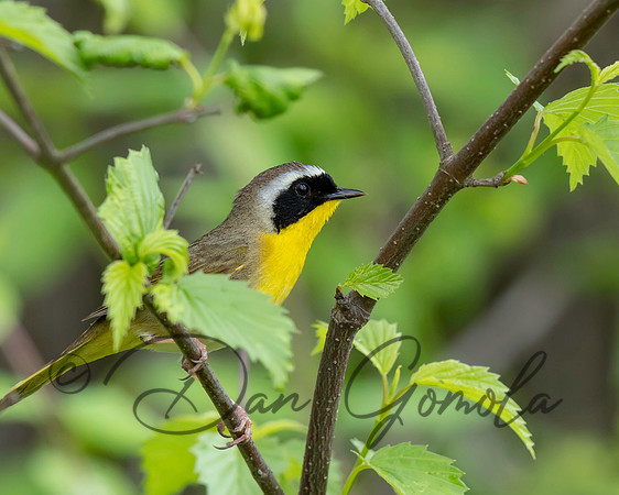 Common Yellowthroat