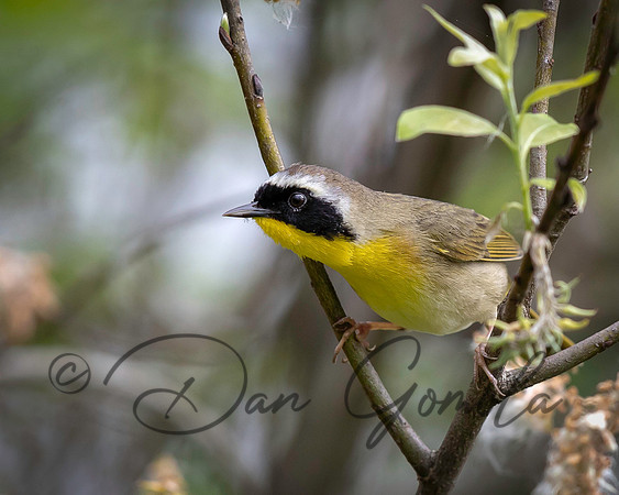 Common Yellowthroat