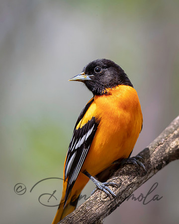 Baltimore Oriole