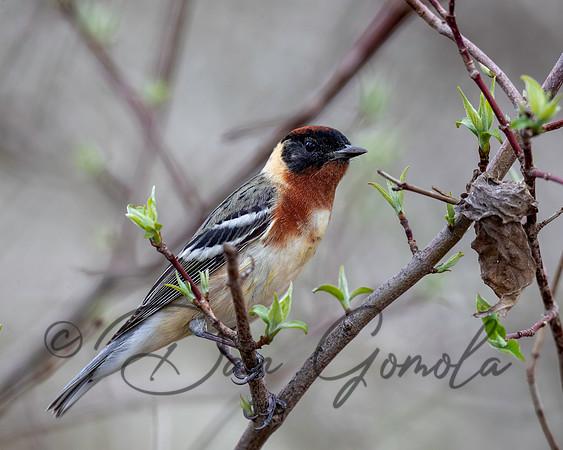 Bay-breasted Warbler