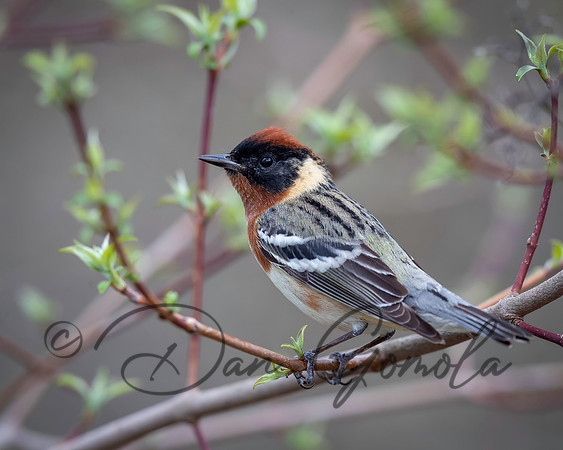 Bay-breasted Warbler