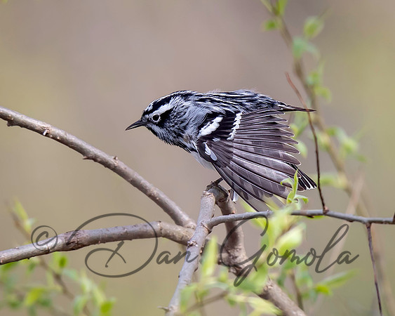 Black-and-white Warbler