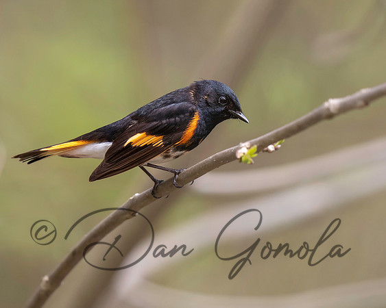 American Redstart