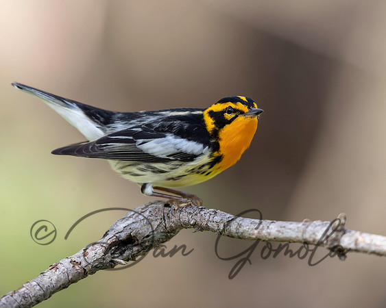 Blackburnian Warbler