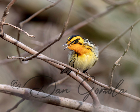 Blackburnian Warbler