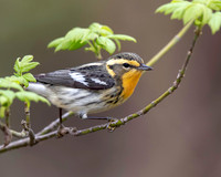 Blackburnian Warbler