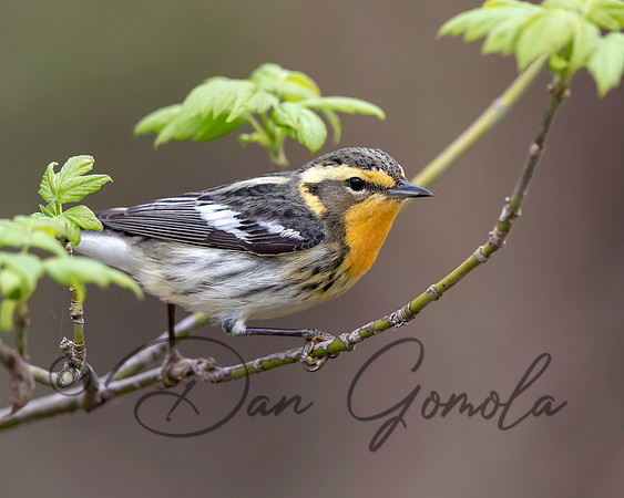 Blackburnian Warbler