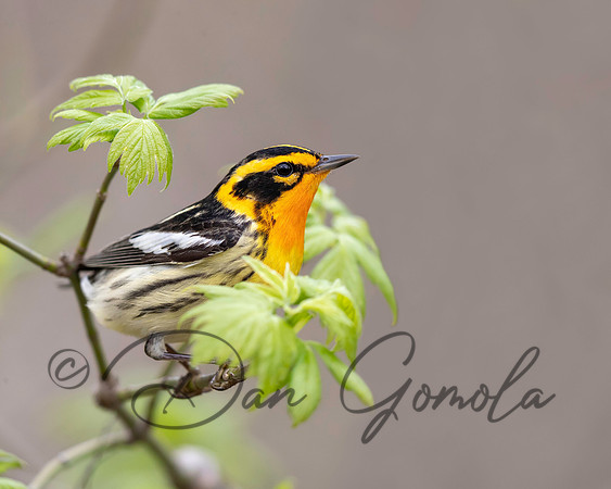 Blackburnian Warbler