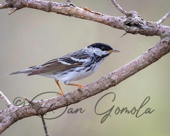 Blackpoll Warbler