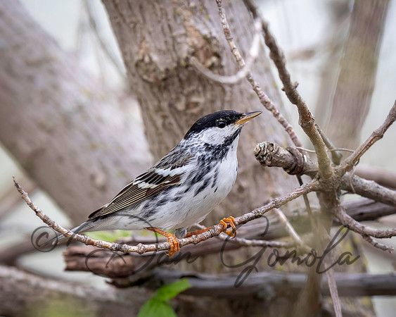 Blackpoll Warbler