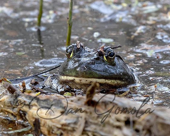 American Bullfrog