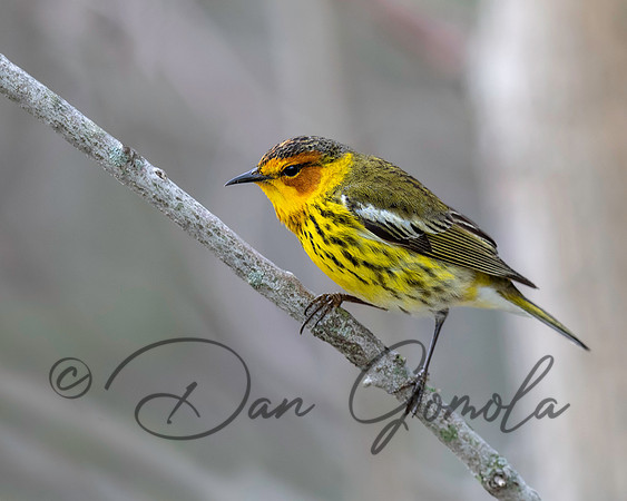 Cape May Warbler
