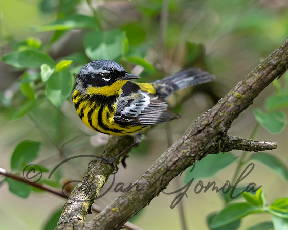 Magnolia Warbler