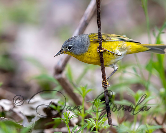 Nashville Warbler