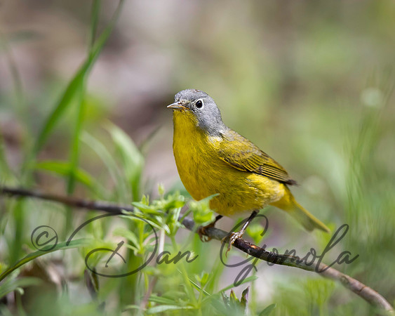 Nashville Warbler